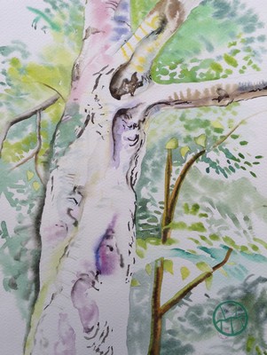 Light Birch, Dulwich Park